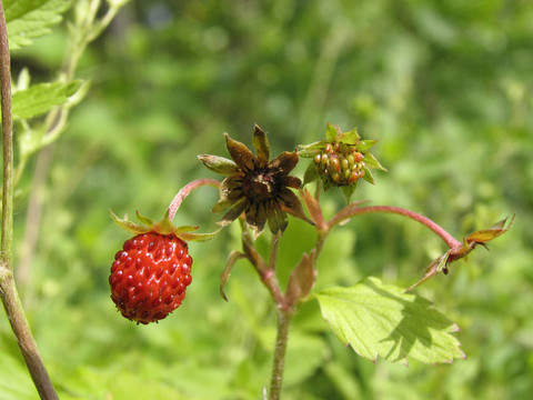 野草莓