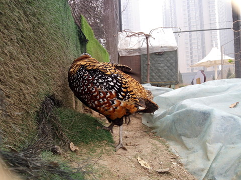七彩環(huán)頸雉
