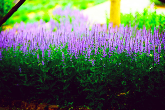 小花