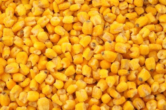玉米