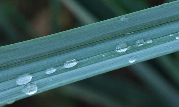 露水對植物
