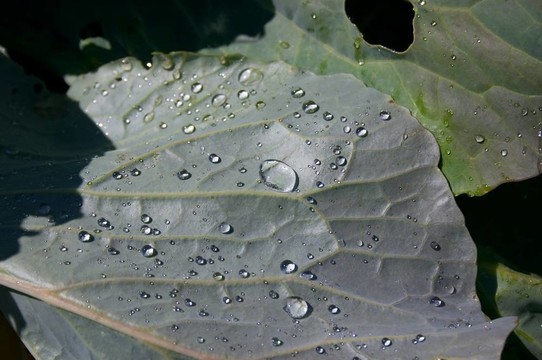 葉子上的水滴