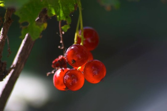 紅醋栗