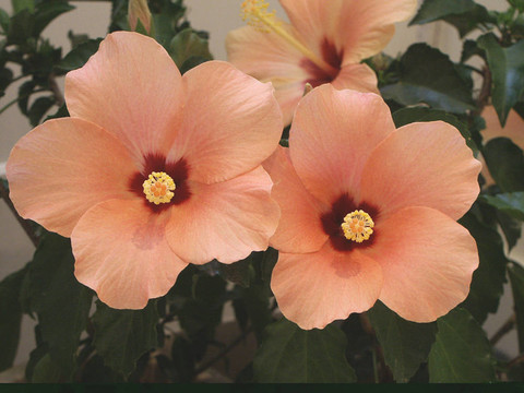 芙蓉花