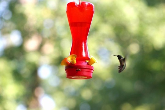 Hummer 4