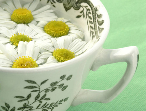 草藥茶camomil