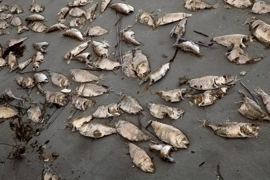 死魚