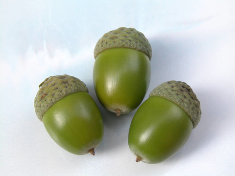 橡子