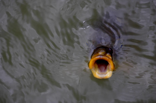 魚吞foo