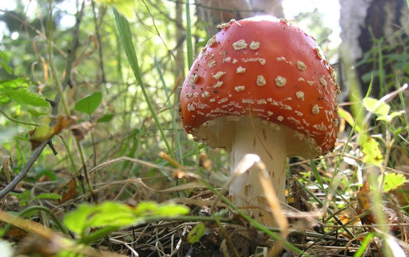 羊肚菌