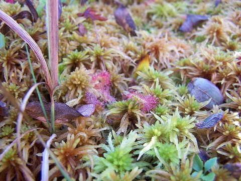 茅膏菜