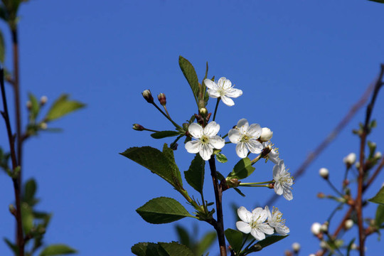 櫻桃樹開花