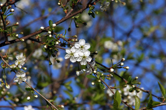 櫻桃樹(shù)開(kāi)花
