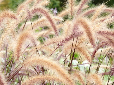 草問荊