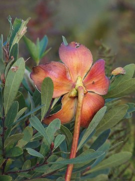 豬籠草開(kāi)花