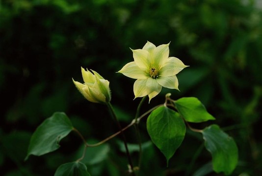 野生花卉