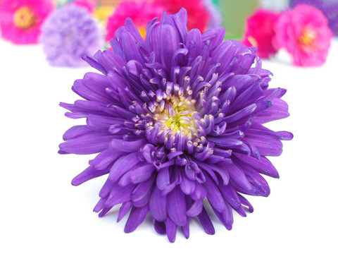 束菊花