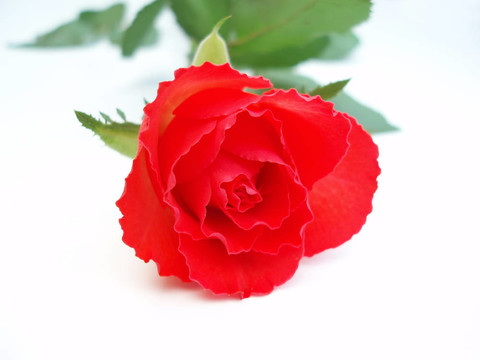 紅玫瑰在白壩上