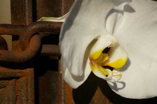 花鏈