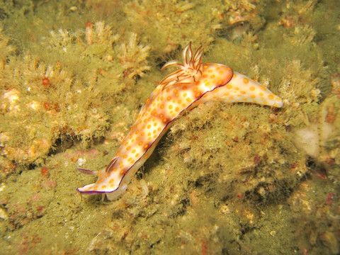 Risbecia pulchella