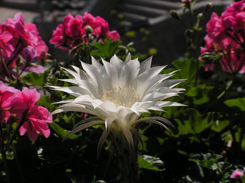 夜晚開的花