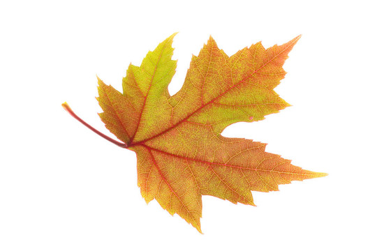 橙紅色的楓葉