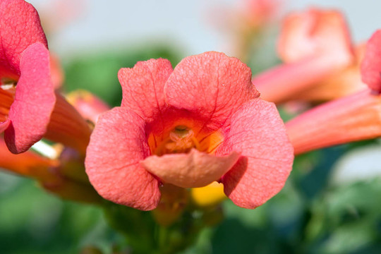 紅色的花