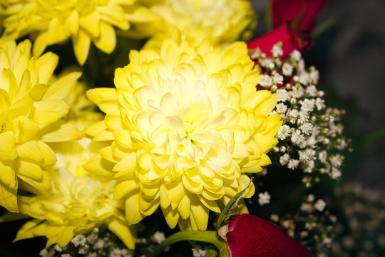 chrysanths和石膏