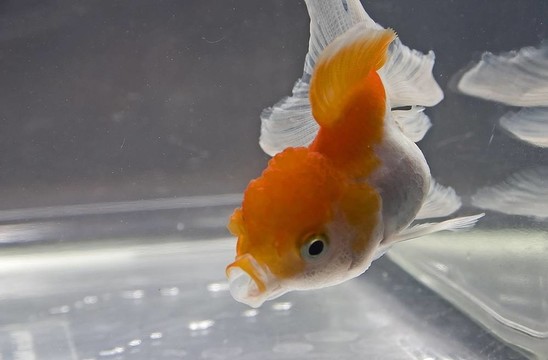 金魚