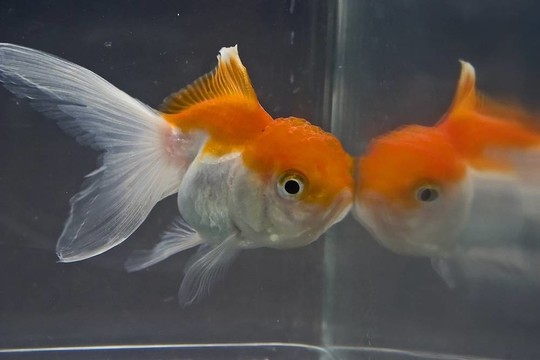金魚