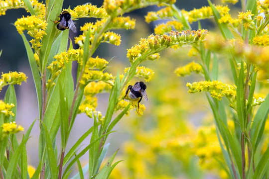 對(duì)黃花土蜂