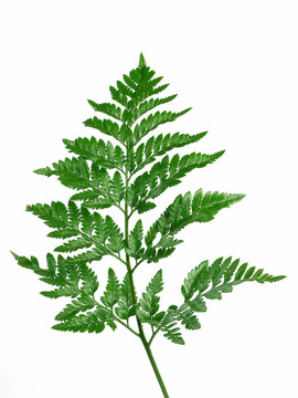 綠色的蕨類植物