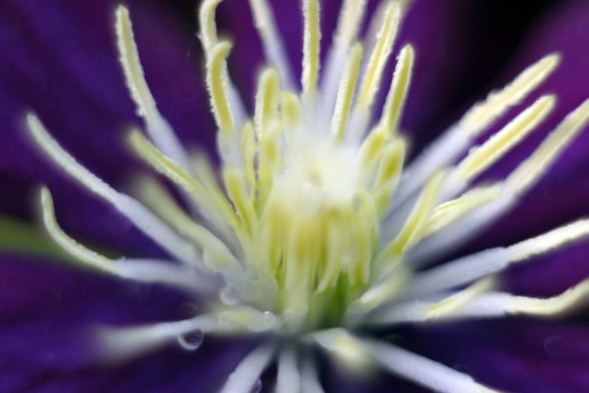 花蜜的雄蕊
