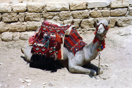 egyptian_dromedar