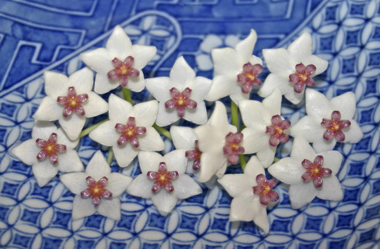 霍亞花