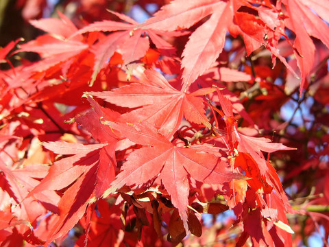 紅色的葉子