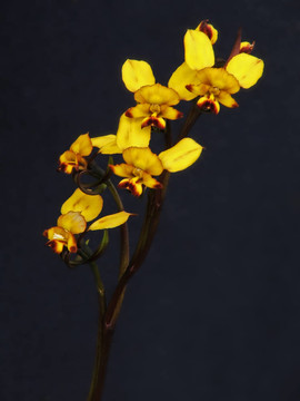 花驢蘭花