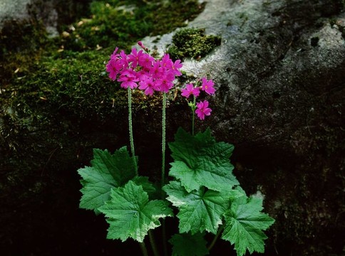 野生花卉