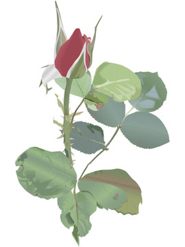 玫瑰花蕾