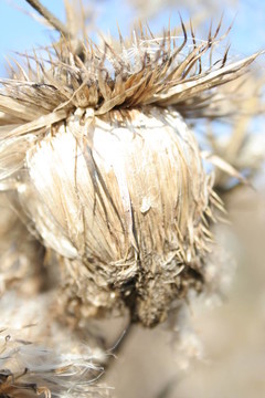 干枯的薊