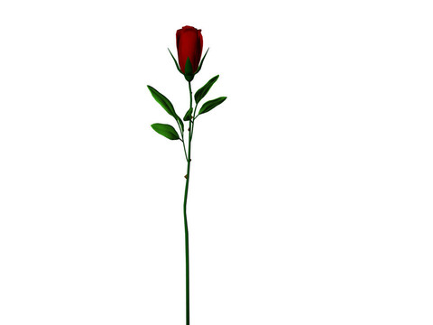 長(zhǎng)莖的玫瑰
