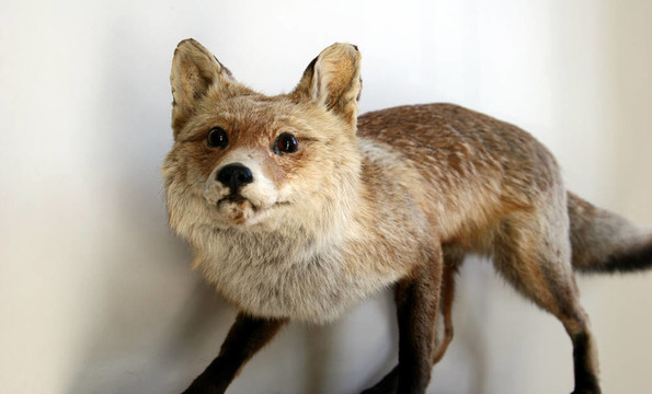 fox03