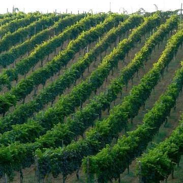 Vineyard意大利
