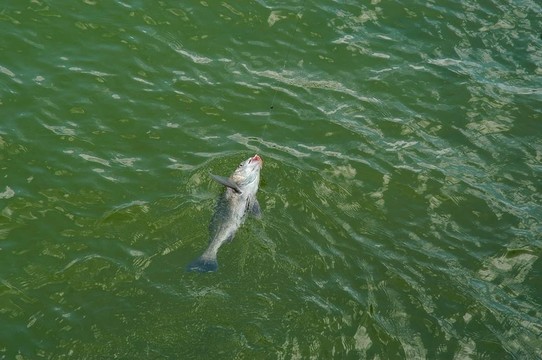 垂釣