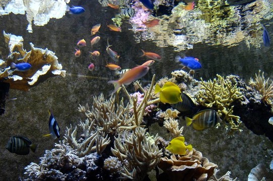 熱帶水族館