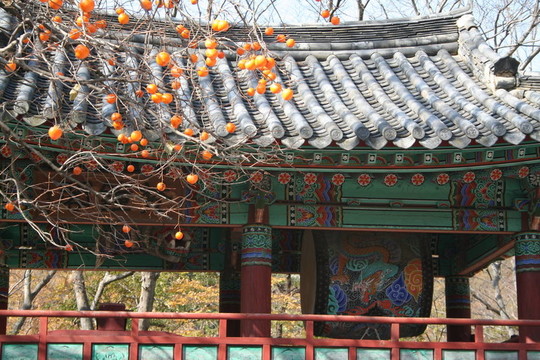 橘子和寺