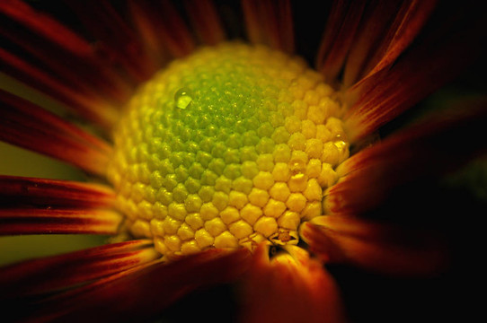 紅菊