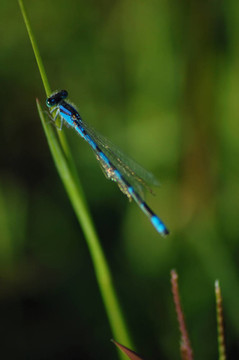 藍(lán)蜻蜓