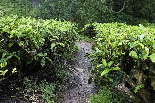 金馬倫高地茶園場