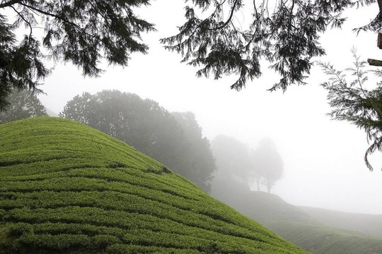 金馬倫高地茶園場